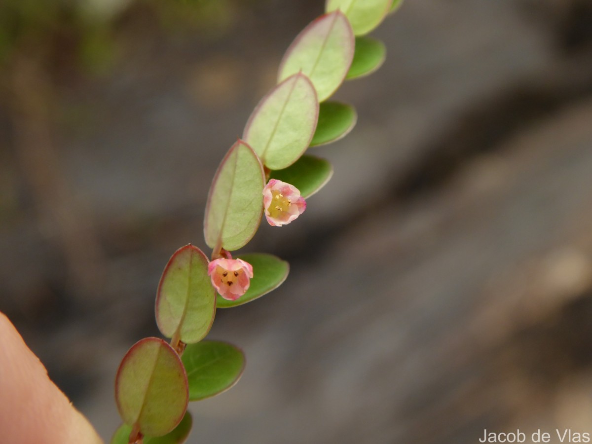 Phyllanthus gardnerianus (Wight) Baill.